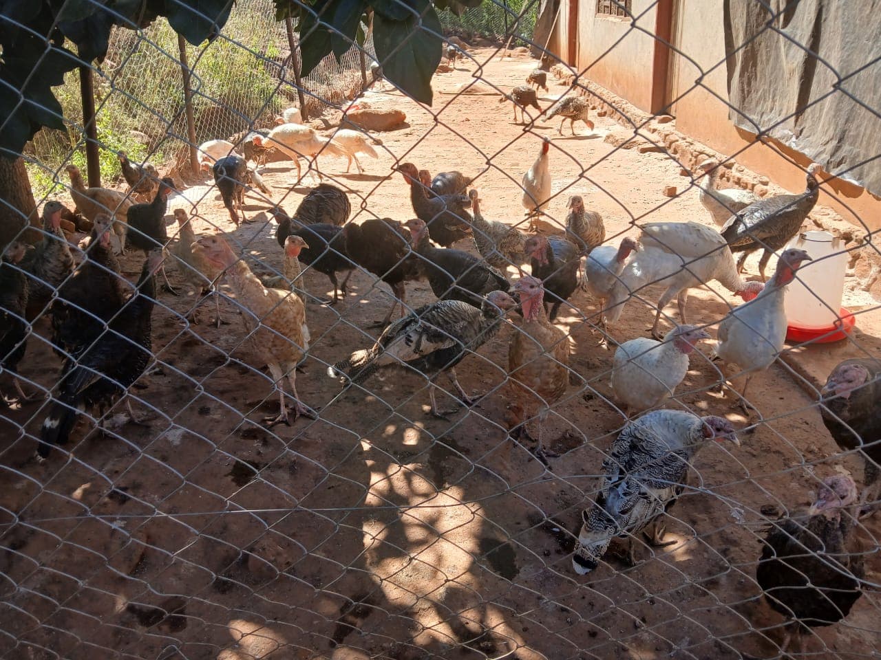 Chickens