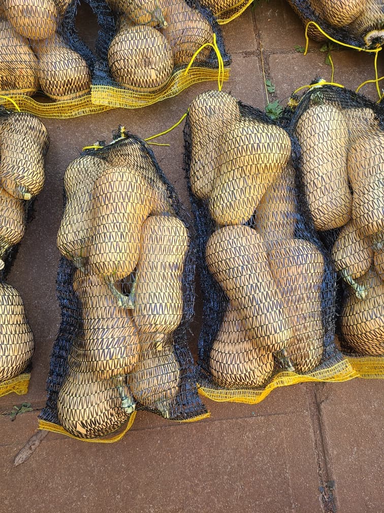 Butternut