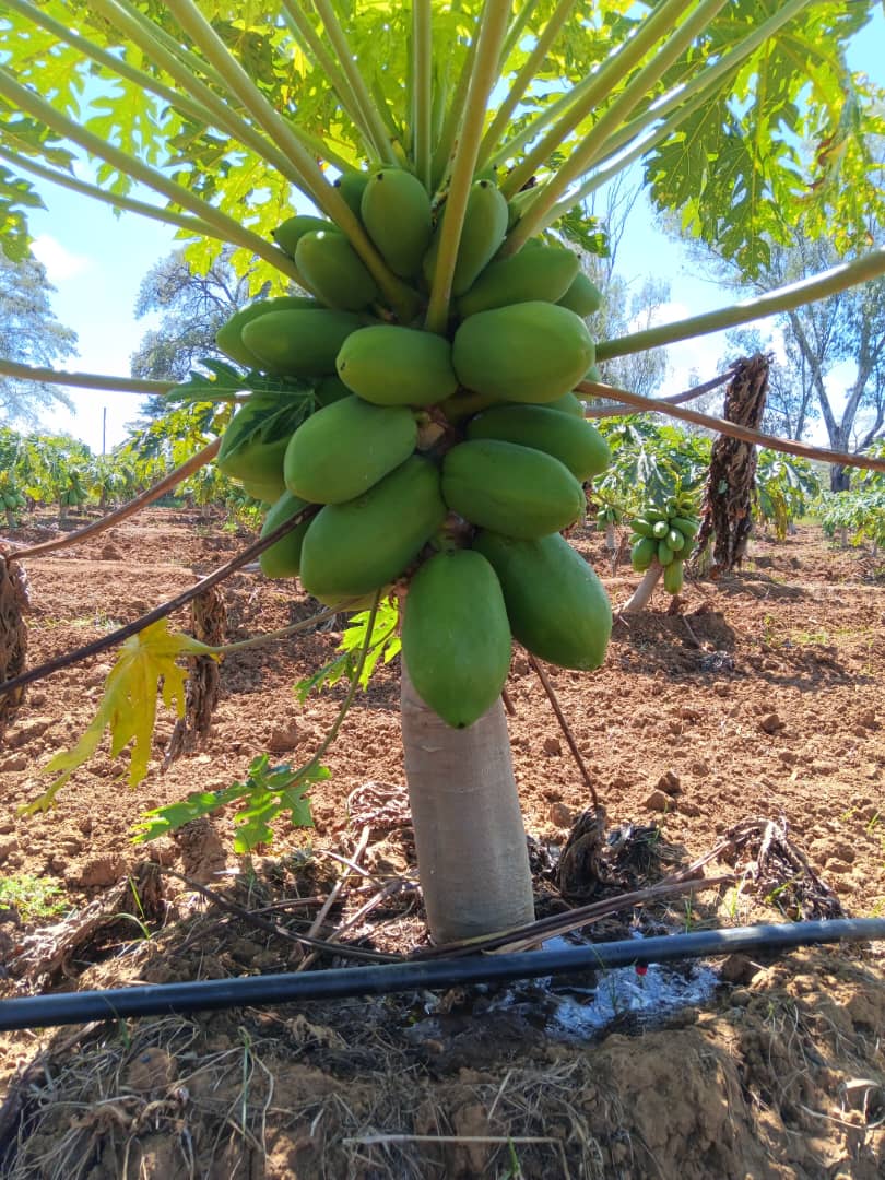 Papaya