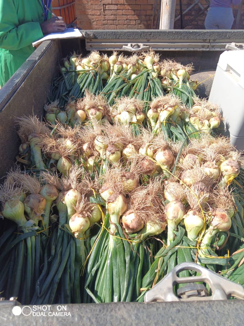 Onions