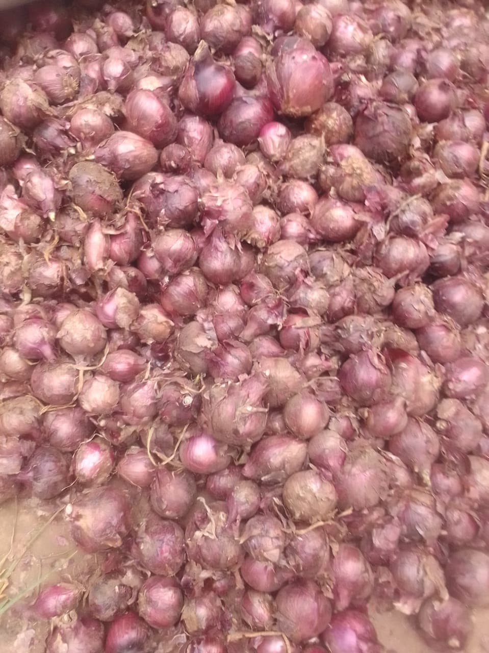 Onions