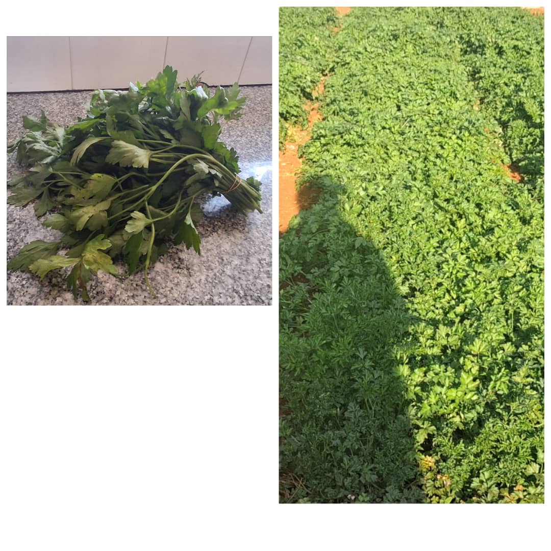 Parsley