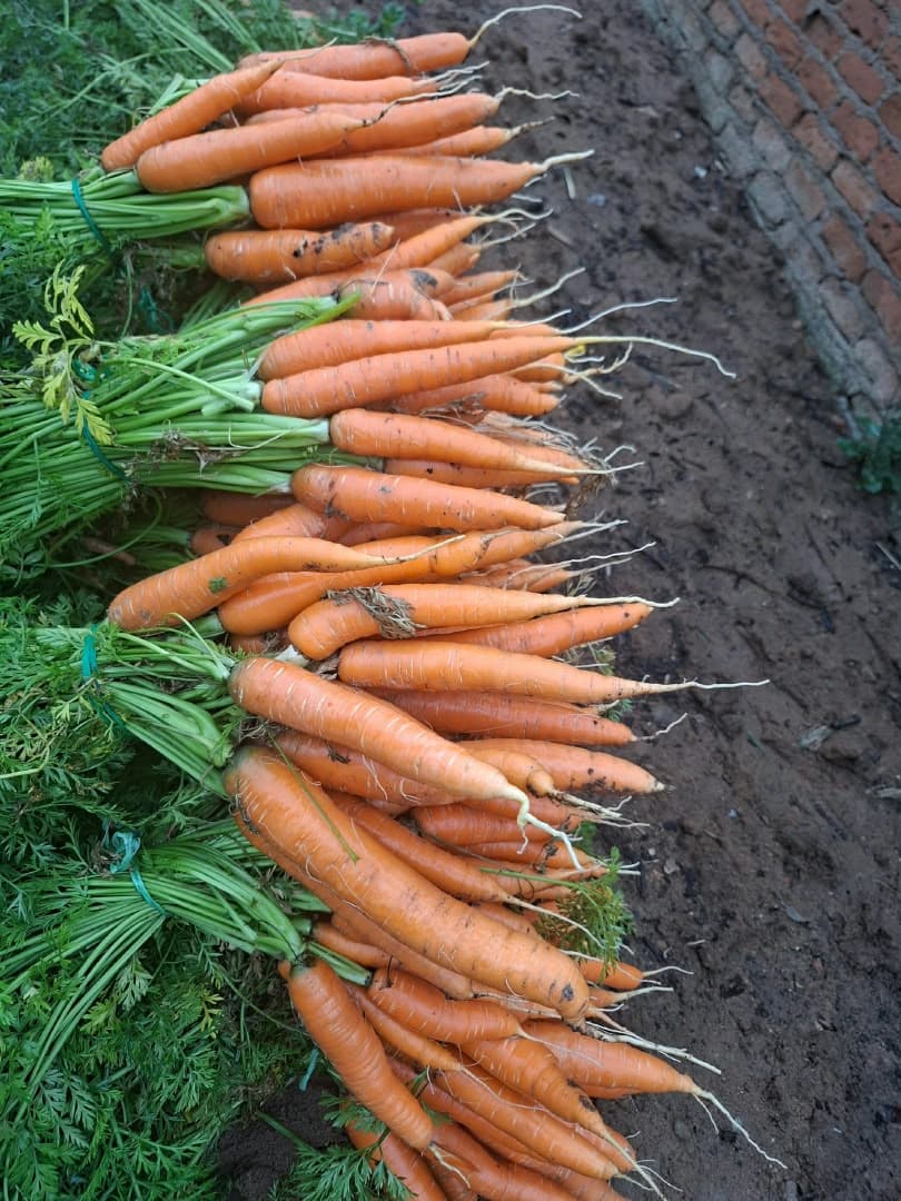 Carrots