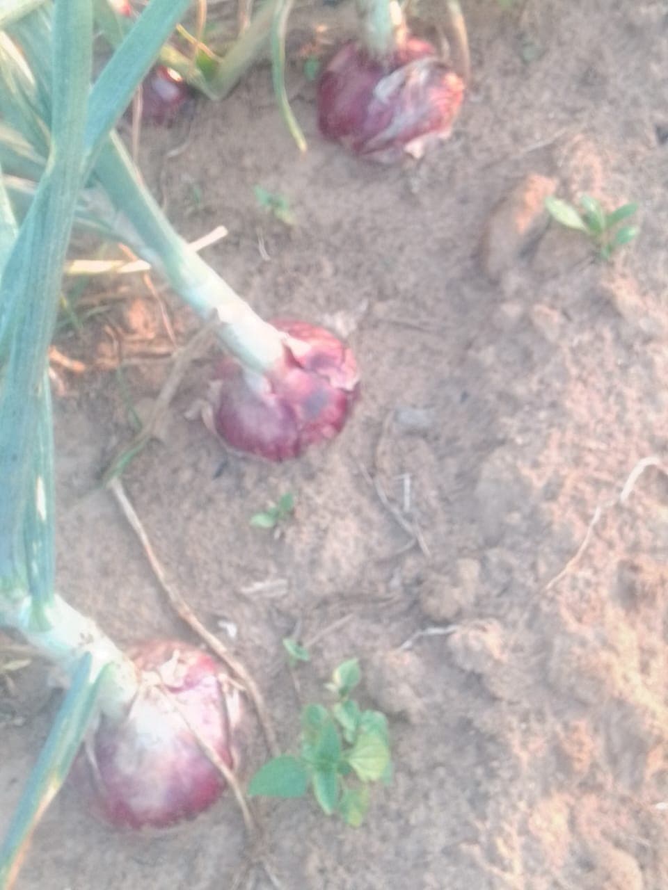 Onions